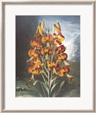 The Superb Lily