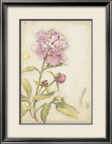 Peony III