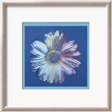 Daisy  c1982  (blue on blue)