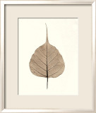 India Ficus