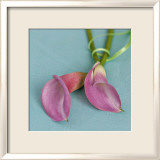 Arum Lilies