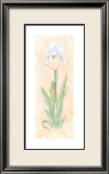 Iris Soliloquy II