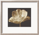 Champagne Tulip III