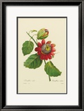 Passion Flower