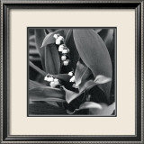 Lily of the Valley