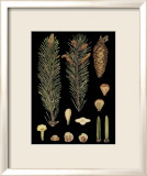 Dramatic Conifers IV