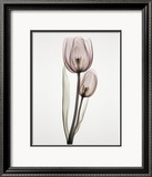 Tulipa II