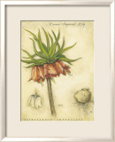 Crown Imperial Lily