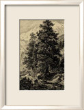 Arolla Pine