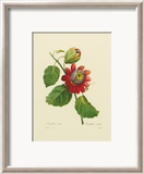 Passion Flower