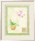 Orchid I