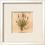 Lavender