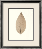 Chinese Magnolia