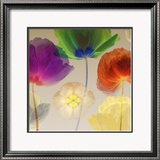 Poppy Panorama I