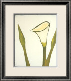 Arum  c2003