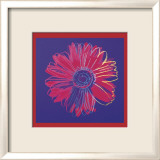Daisy  c1982  (blue and red)