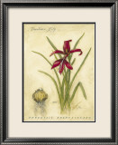 Jacobean Lily