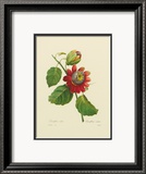 Passion Flower