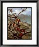 Red Orchard