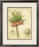 Crown Imperial Lily