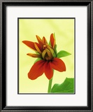 Mexican Sunflower