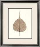 India Ficus