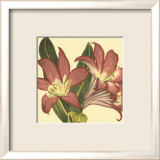 Poetic Blossoms IV