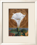 Angel's Trumpet