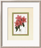 Azalea III