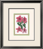 Azalea I