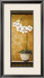 Hanna's Orchids II