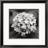 Hydrangea