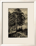 Wild Pine