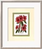 Azalea II