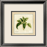Herbes III