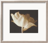 Champagne Tulip IV