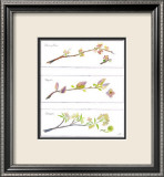 Spring Branches