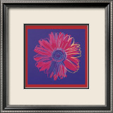 Daisy  c1982  (blue and red)