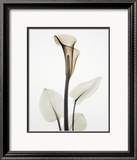 Calla I