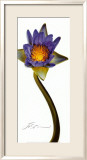 Nymphaea II