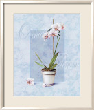 Orchid