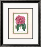 Rhododendron III