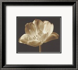 Champagne Tulip III
