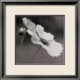 Cosmos I