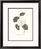 Camellia Spiraliter Imbricata