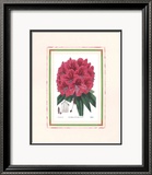 Rhododendron II
