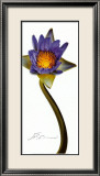 Nymphaea II