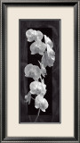 Orchid Opulence I