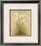 Calla Lilies