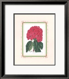 Rhododendron I